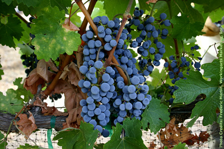 CabSauv on the vine