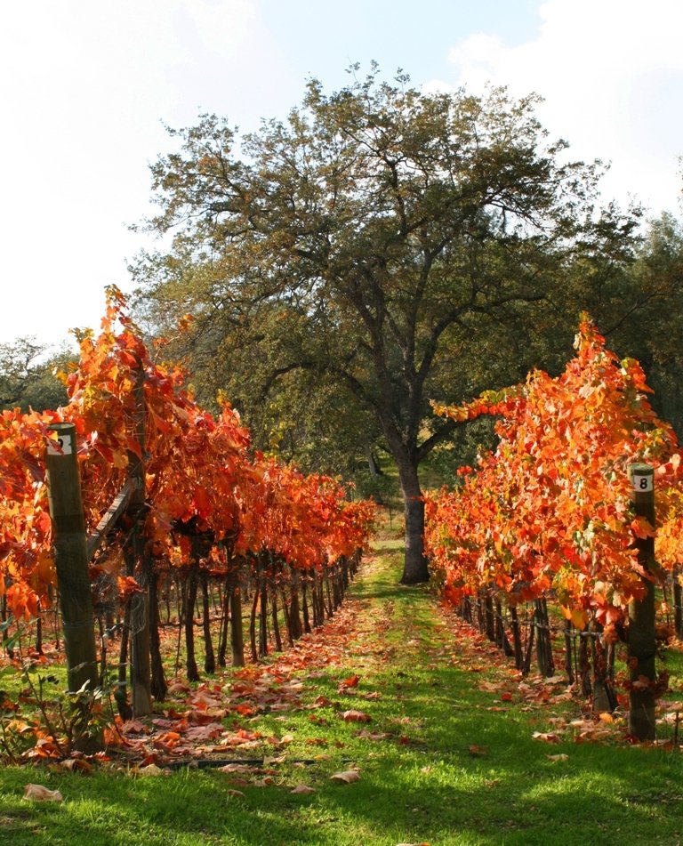 Fait Accompli vines 2010